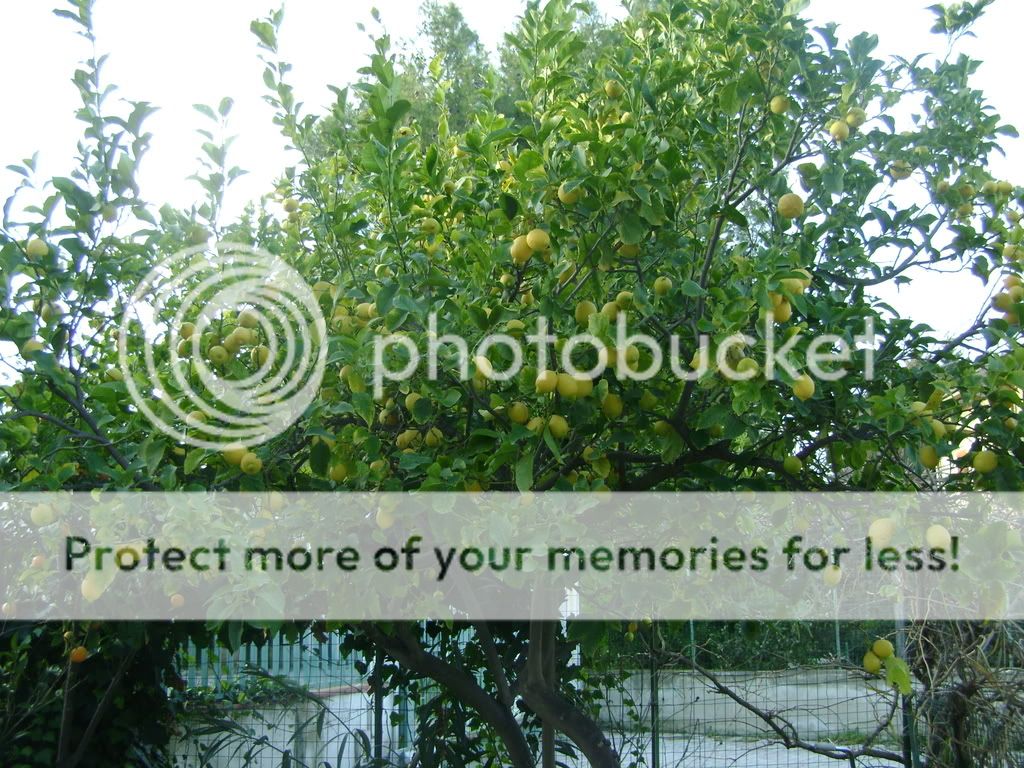 Limone, gennaio 09, 35 kg di limoni una sola pianta