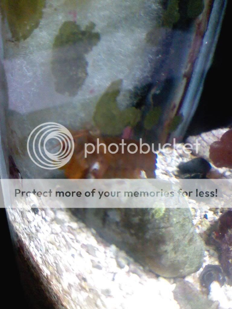 0828101448 01 - mantis shrimp N. Wennerae for sale