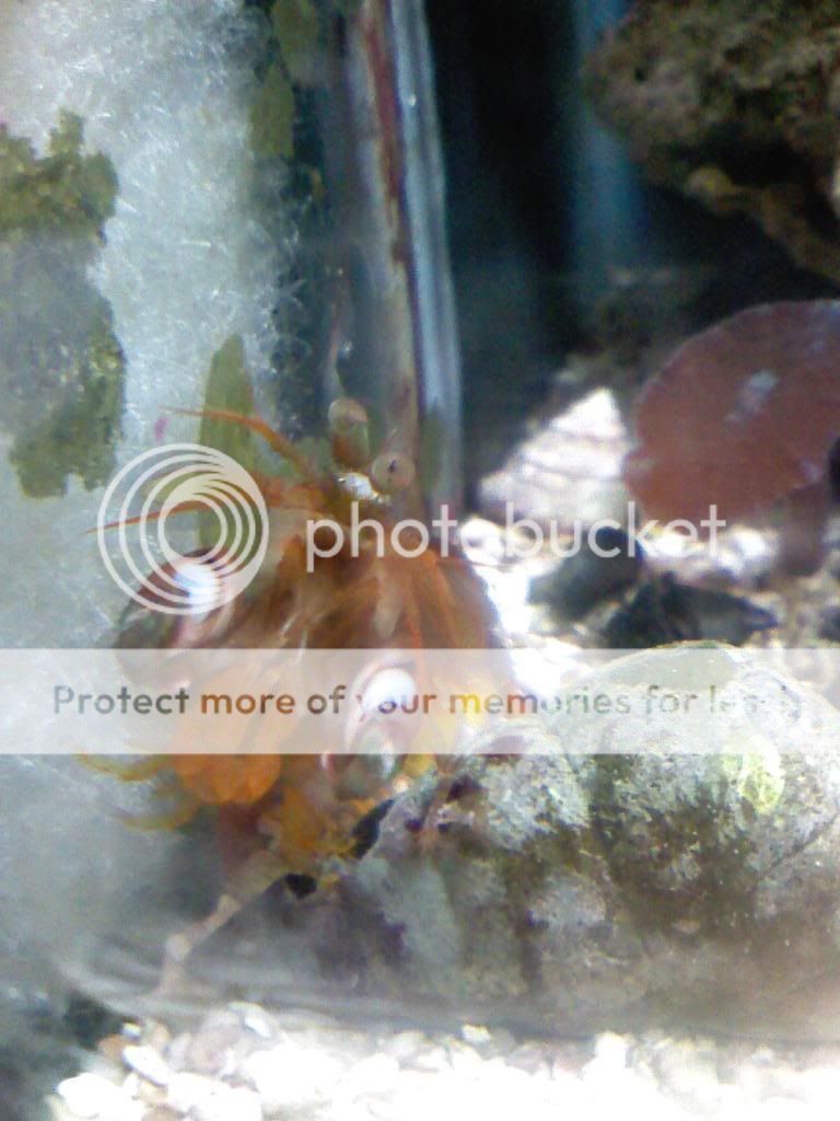 0828101449 00 - mantis shrimp N. Wennerae for sale