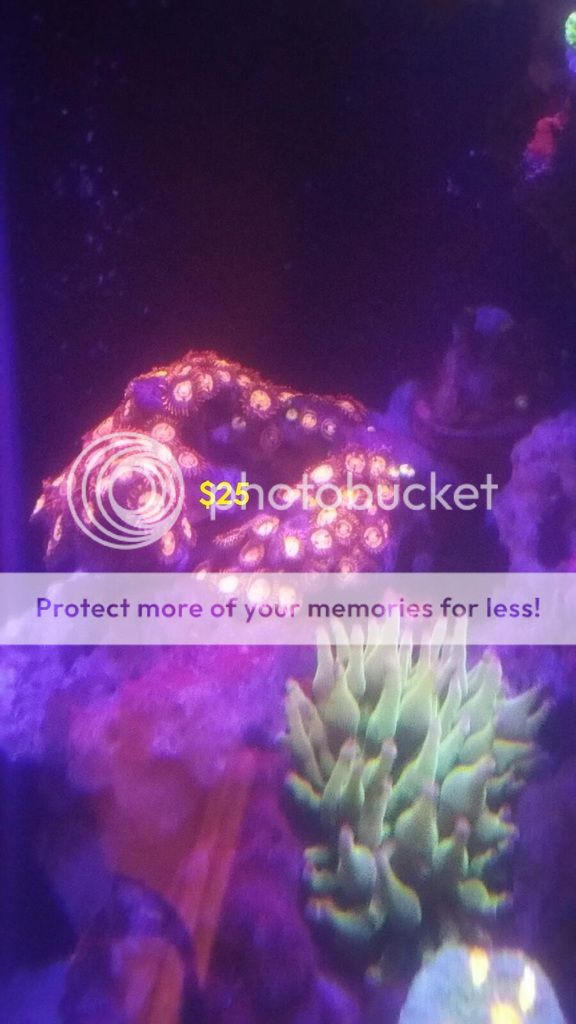 peach20coral202 - peach zoa and merulina FS/FT