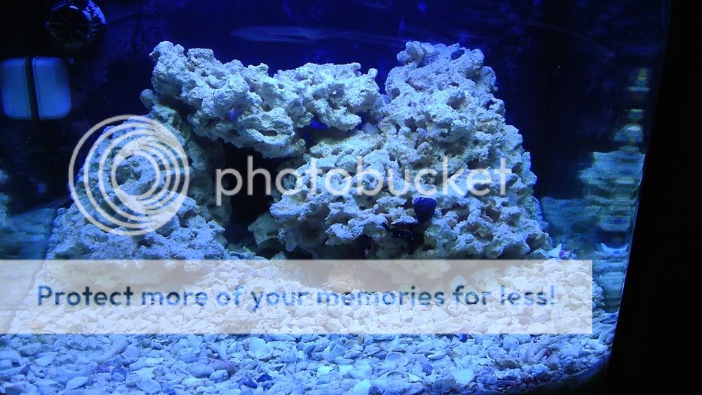 IMAG0286 - Jolson10450's planted predator biocube!