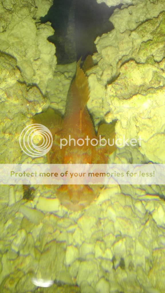 IMAG0297 - Jolson10450's planted predator biocube!