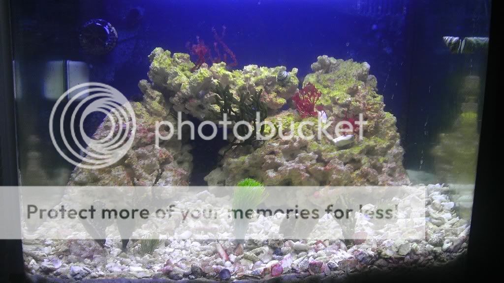 IMAG0309 - Jolson10450's planted predator biocube!