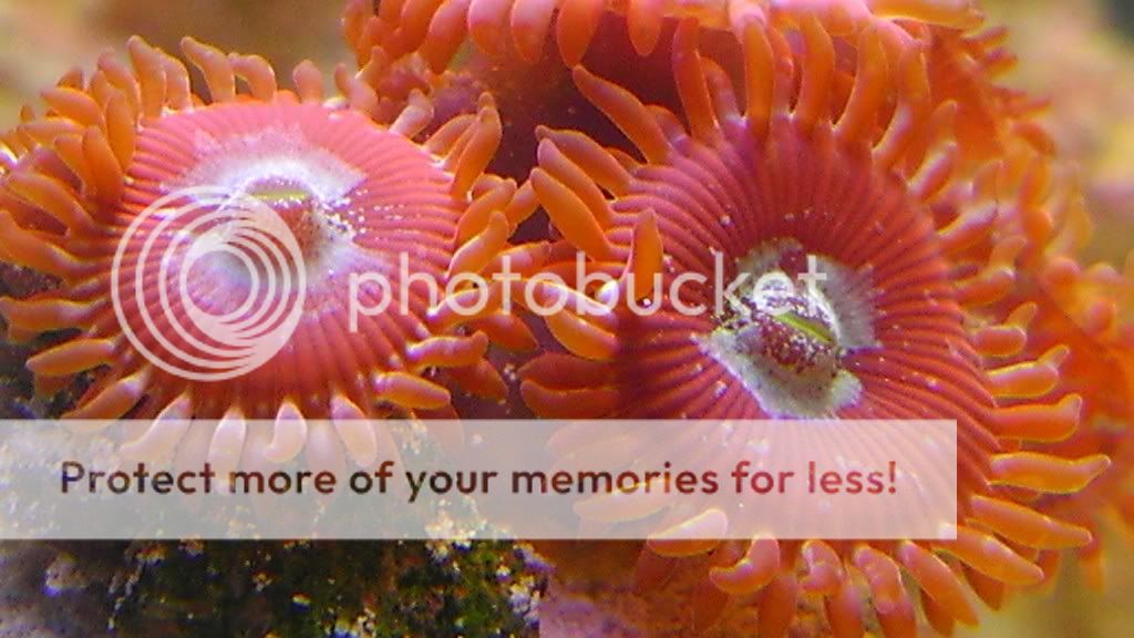 IMAG0333 - Mobile Fish Photo Contest - sponsored by Air, Water & Ice