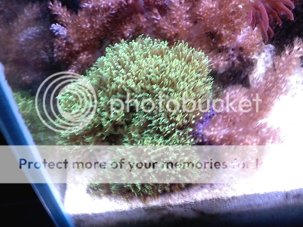 gsp - gsp rock, kenya rock, yellow stone polyps rock