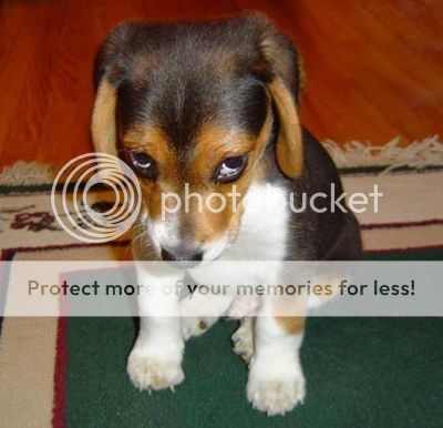 guilty-puppy.jpg